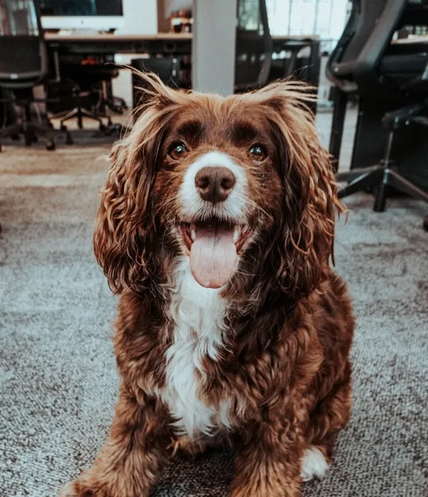 Bob